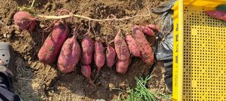 다해보고싶은근태님의 그동안 생산한 농작물은? · 참여글 작성글 사진