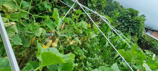 다해보고싶은근태님의 그동안 생산한 농작물은? · 참여글 작성글 사진