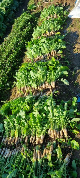 다해보고싶은근태님의 그동안 생산한 농작물은? · 참여글 작성글 사진