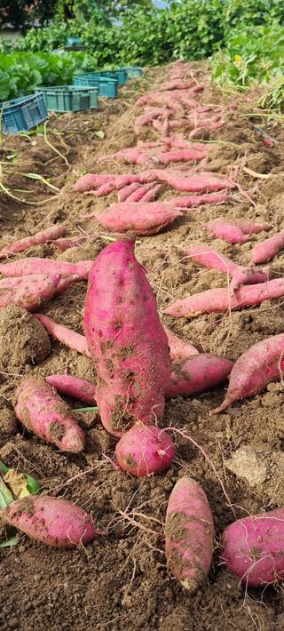 다해보고싶은근태님의 그동안 생산한 농작물은? · 참여글 작성글 사진