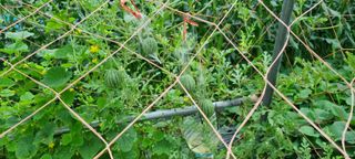 다해보고싶은근태님의 그동안 생산한 농작물은? · 참여글 작성글 사진