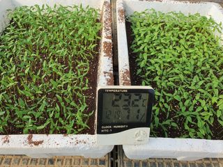 이상협님의 고추 · 품종•종자 작성글 사진