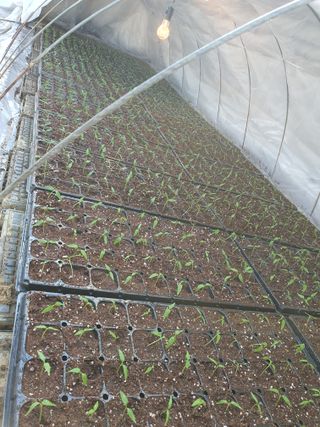 이상협님의 고추 · 품종•종자 작성글 사진