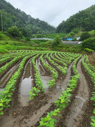 정상붕님의 그동안 생산한 농작물은? · 참여글 작성글 사진