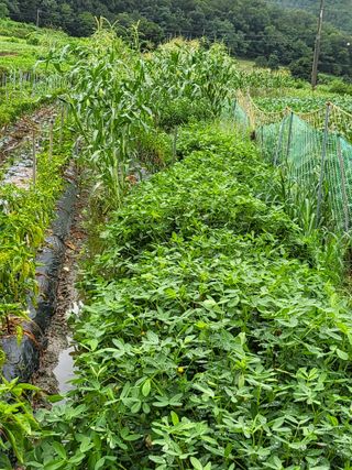 정상붕님의 그동안 생산한 농작물은? · 참여글 작성글 사진