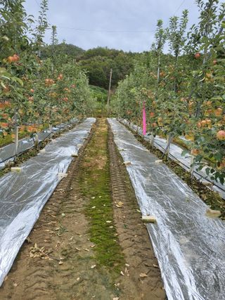 정상붕님의 그동안 생산한 농작물은? · 참여글 작성글 사진
