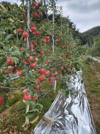 정상붕님의 그동안 생산한 농작물은? · 참여글 작성글 사진