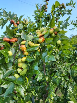 정상붕님의 그동안 생산한 농작물은? · 참여글 작성글 사진