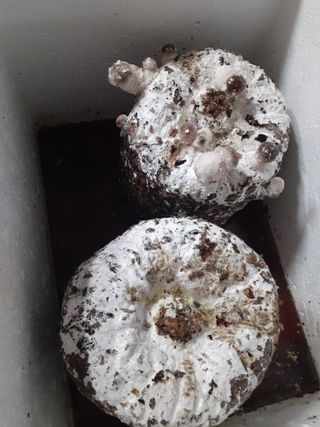 옥수수108701님의 버섯 · 품종•종자 작성글 사진