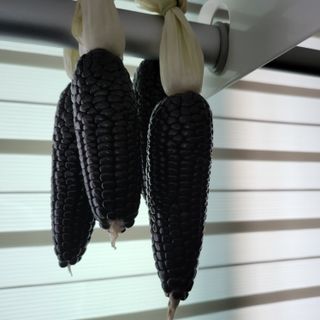 오케바리(옥경종)님의 그동안 생산한 농작물은? · 참여글 작성글 사진