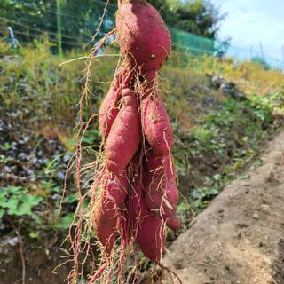 오케바리(옥경종)님의 그동안 생산한 농작물은? · 참여글 작성글 사진