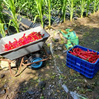 오케바리(옥경종)님의 그동안 생산한 농작물은? · 참여글 작성글 사진