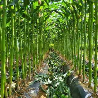 오케바리(옥경종)님의 그동안 생산한 농작물은? · 참여글 작성글 사진