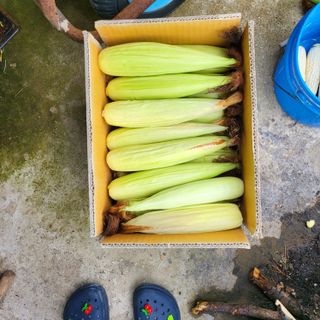 오케바리(옥경종)님의 그동안 생산한 농작물은? · 참여글 작성글 사진