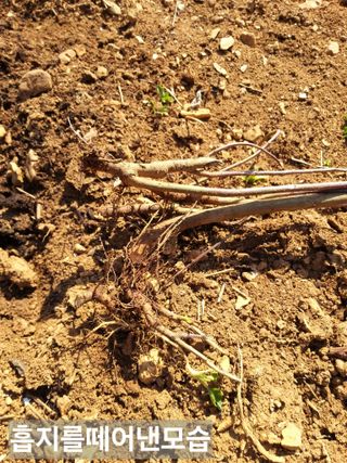 풍요님의 사과 · 묘목•접목 작성글 사진