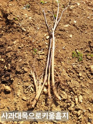 풍요님의 사과 · 묘목•접목 작성글 사진