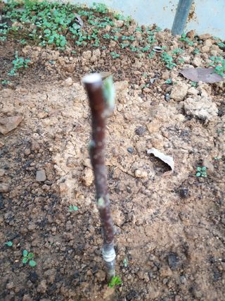 풍요님의 사과 · 묘목•접목 작성글 사진