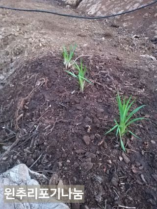 풍요님의 사과 · 묘목•접목 작성글 사진