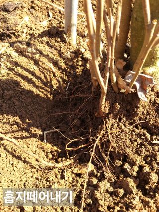 풍요님의 사과 · 묘목•접목 작성글 사진