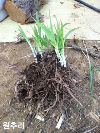 풍요님의 사과 · 묘목•접목 작성글 사진