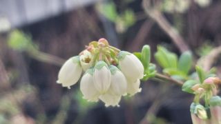 나산 블루베리농원님의 2월 내 작물 자랑하기 · 참여글 작성글 사진