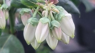 나산 블루베리농원님의 2월 내 작물 자랑하기 · 참여글 작성글 사진