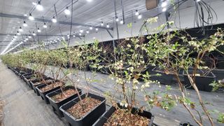 나산 블루베리농원님의 2월 내 작물 자랑하기 · 참여글 작성글 사진