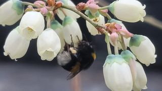 나산 블루베리농원님의 2월 내 작물 자랑하기 · 참여글 작성글 사진