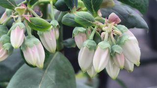 나산 블루베리농원님의 2월 내 작물 자랑하기 · 참여글 작성글 사진