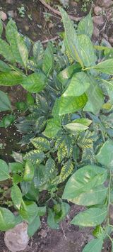 팜모닝 귤·병해충상담 게시글 이미지