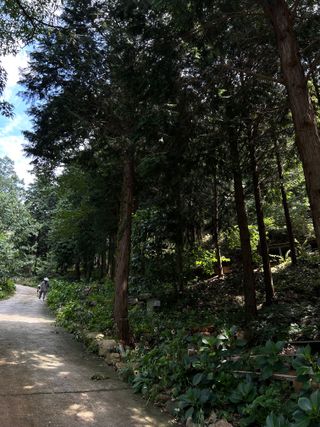 치유숲모이라양재순님의 팜모닝공식 · 광고승인요청 작성글 사진