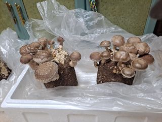 Ko01647283님의 2월 내 작물 자랑하기 · 참여글 작성글 사진