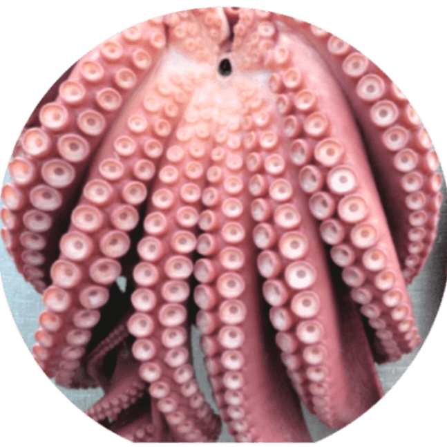 장터 상품 [동해안 자숙 참문어 1kg] 썸네일