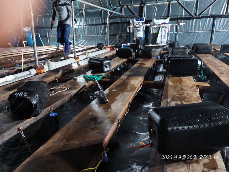 안진규(어농)님의 장터 판매 상품 [동해안 자숙 참문어 1kg] 첨부 사진