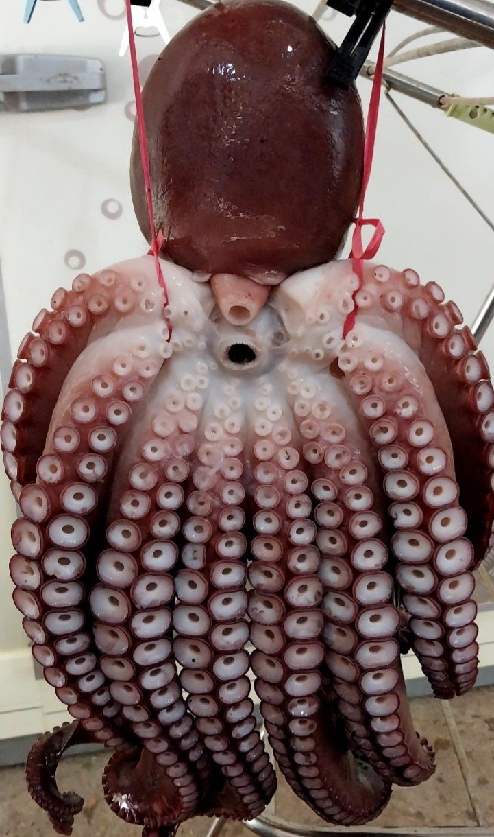 안진규(어농)님의 장터 판매 상품 [동해안 자숙 참문어 1kg] 첨부 사진