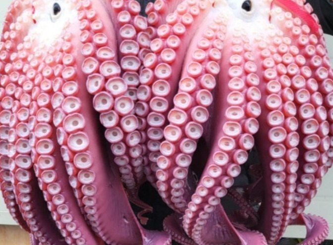 안진규(어농)님의 장터 판매 상품 [동해안 자숙 참문어 1kg] 첨부 사진