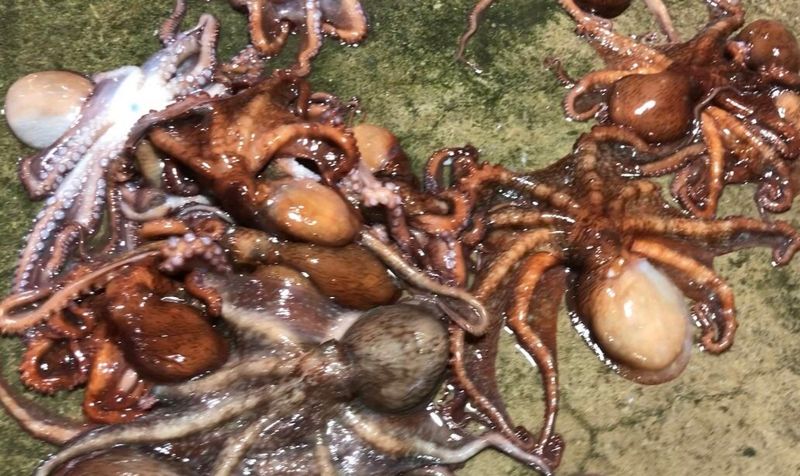 안진규(어농)님의 장터 판매 상품 [동해안 자숙 참문어 1kg] 첨부 사진