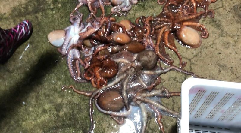 안진규(어농)님의 장터 판매 상품 [동해안 자숙 참문어 1kg] 첨부 사진