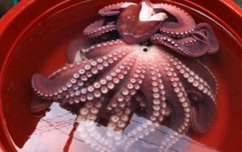 안진규(어농)님의 장터 판매 상품 [동해안 자숙 참문어 1kg] 첨부 사진