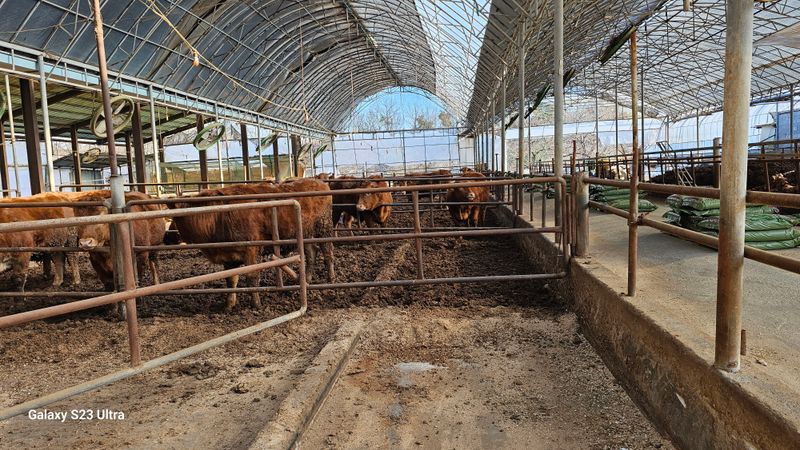 최재원님의 장터 판매 상품 [비육 우사 문짝] 첨부 사진