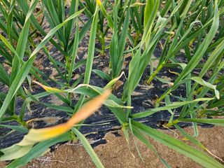 표고버섯7167님의 2월 내 작물 자랑하기 · 참여글 작성글 사진