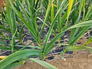 표고버섯7167님의 2월 내 작물 자랑하기 · 참여글 작성글 사진