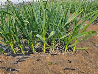 표고버섯7167님의 2월 내 작물 자랑하기 · 참여글 작성글 사진