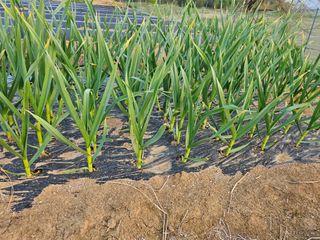 표고버섯7167님의 2월 내 작물 자랑하기 · 참여글 작성글 사진