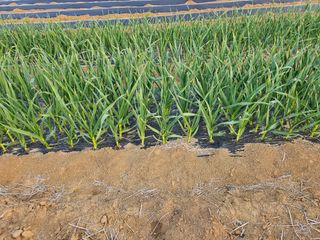 표고버섯7167님의 2월 내 작물 자랑하기 · 참여글 작성글 사진