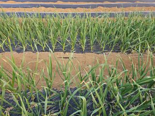 표고버섯7167님의 2월 내 작물 자랑하기 · 참여글 작성글 사진