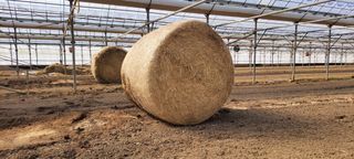 양선옥님의 2월 내 작물 자랑하기 · 참여글 작성글 사진