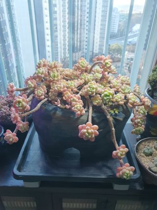 김정순님의 2월 내 작물 자랑하기 · 참여글 작성글 사진