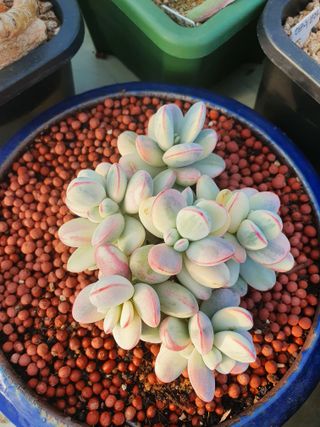 김정순님의 2월 내 작물 자랑하기 · 참여글 작성글 사진