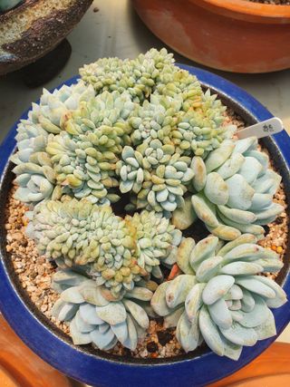 김정순님의 2월 내 작물 자랑하기 · 참여글 작성글 사진